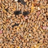  Glennwood Wild Bird Seed Mix 1.5kg