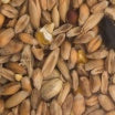  Glennwood Wild Bird Seed Mix 1.5kg
