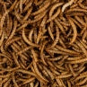  Glennwood Dried Mealworms 75g