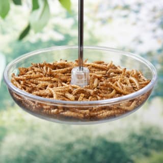  Wilde & Oakes Dome Robin Bird Feeder