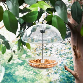  Wilde & Oakes Dome Robin Bird Feeder