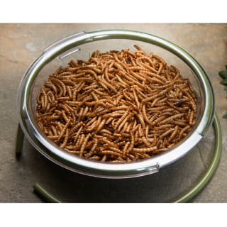  Wilde & Oakes Robin Floor Feeder